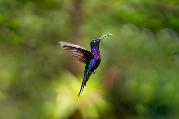 Où sont les animaux dans l'avion ?